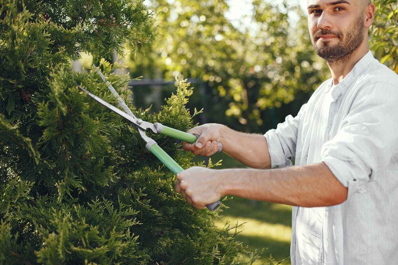 The Steps Involved in Our Tree Care Process in Hudson Oaks, TX